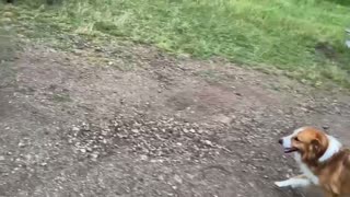 06/08/21, Gator Herding In A Light Thunderstorm