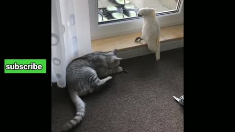 Cockatoo Takes Revenge On Cat