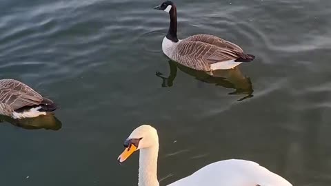 ducks-and-swan-in-water