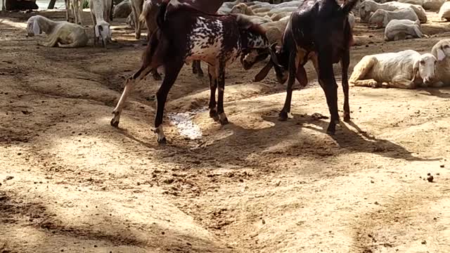 Rambunctious Goats Butt Heads by Pond