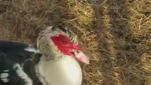 Amanda Grace Talks.. Up Close and personal with Jake the Moscovy Duck!