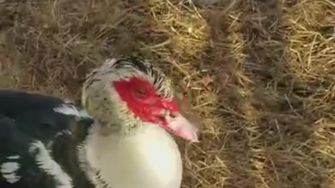 Amanda Grace Talks.. Up Close and personal with Jake the Moscovy Duck!