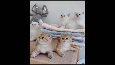 Funny Cat, compact Dancing😆