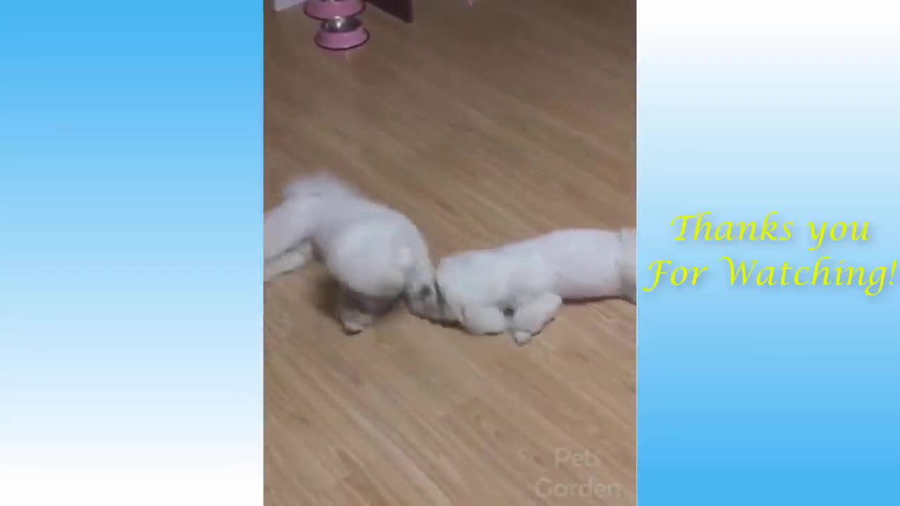 my friends puppy fighting over a rubber band