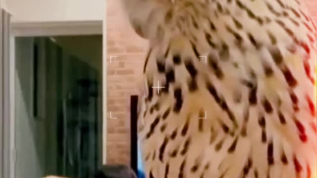 Owl short video.
