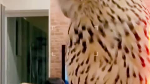Owl short video.