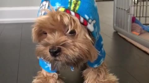 Brown dog hates blue pajama hoodie