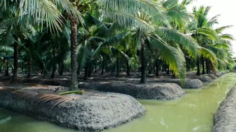 Best New Agriculture Technology - Best Fertilizer for Coconut Tree