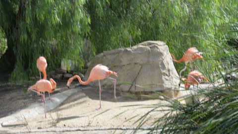 pink Flamingo in the reserve