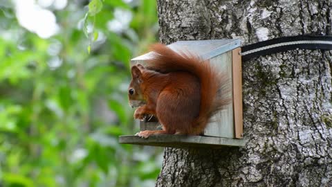 squirrel gnaws nuts