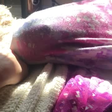 kitten plays under blanket!