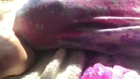 kitten plays under blanket!