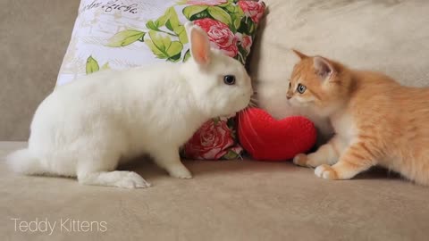 Who are you? Kittens Artist and Arnold want to make friends with a fluffy eared cloud