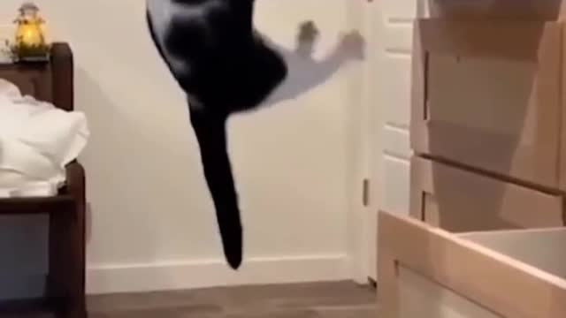 Funny animals compilation #2