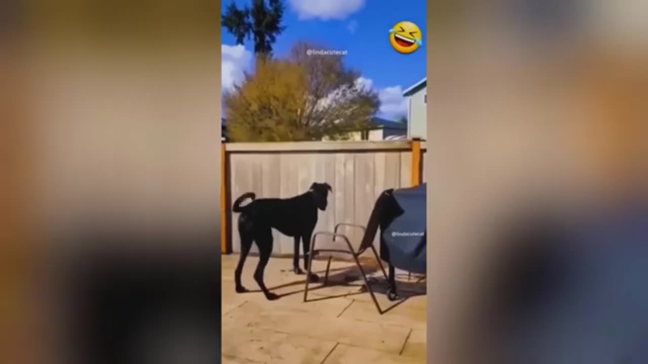 Funny cats 🐱 and dogs 🐕 compilation video