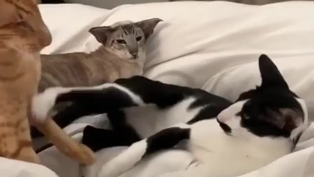 Funny and Cute Cat Videos #311