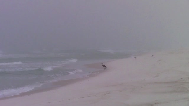 Birds on a Foggy Beach