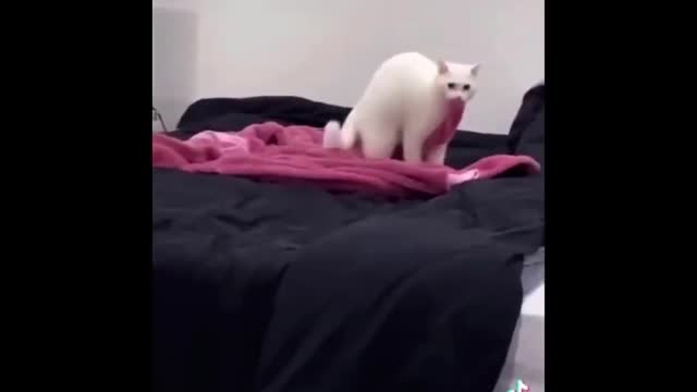 Funny Dogs And Cats Videos
