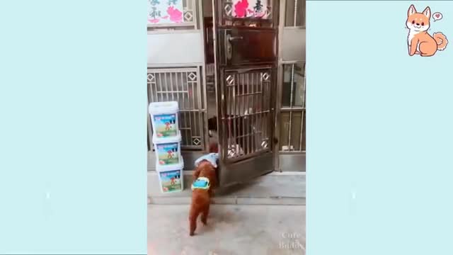 Funny dogs vedio watch you will laugh