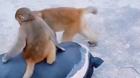 Animal love