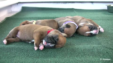 BOXER Y SUS CACHORROS