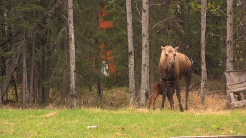 NEW BORN MOOSE