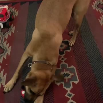 Dog learns how to drive her toy truck