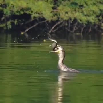 Nature Video Clips # - 10