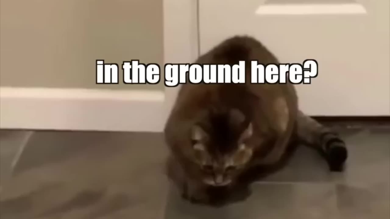 Funny video intelligent cat