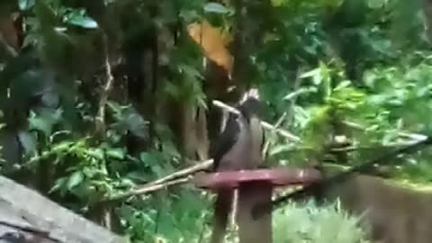 Hornbil Srilanka
