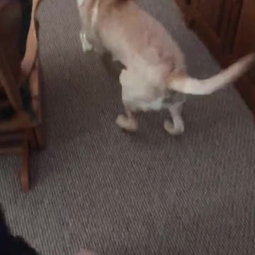 Lab puppy takes a few laps around the house