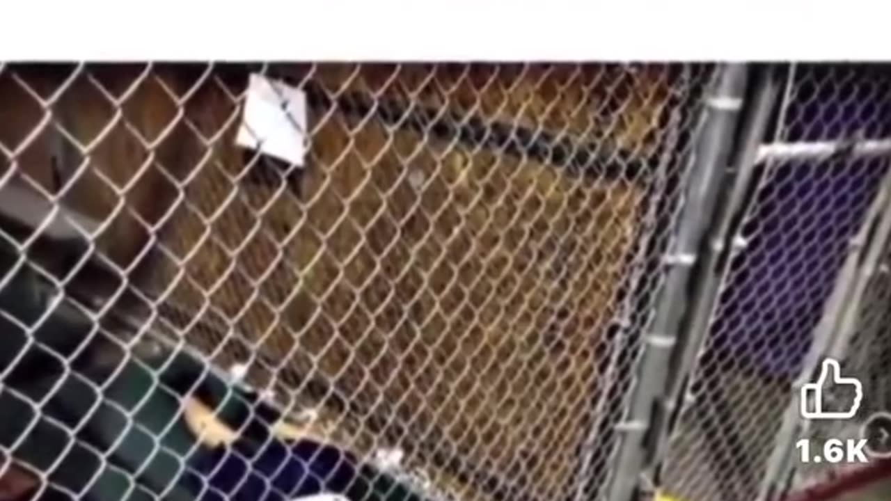 Full videos