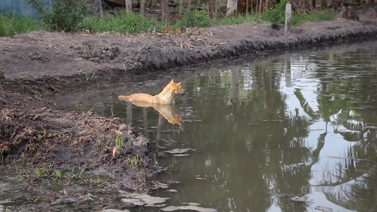 Scary moment, the dog is swimming in the swamp.