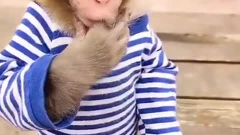 monkey funny videos kkkk