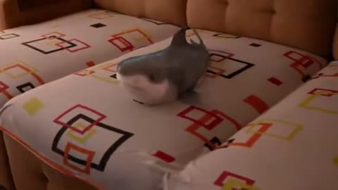 Shark Happy Shark Funny Shark Cute Baby 2021