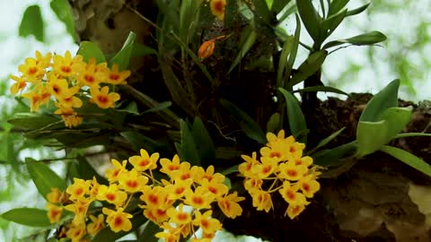 Orchids on a tree