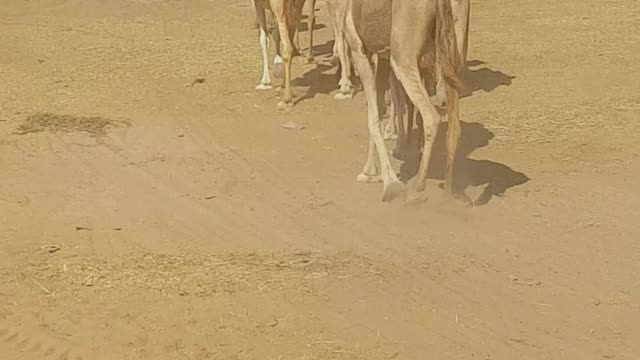 Camel on desert in one line