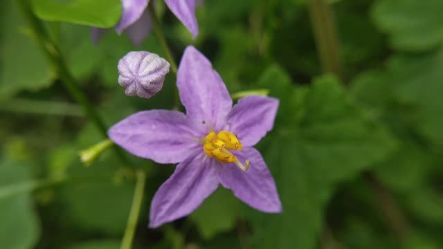 Blue colour flower plant