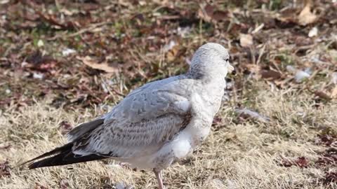 Amazing birds 🐦 beautiful Nature 🌿 Nature Cute Pets