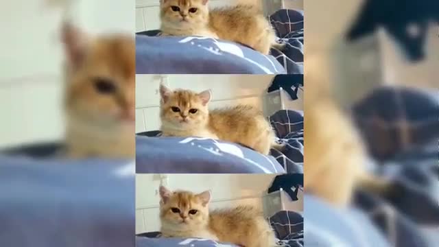 Funny cats 2021☺️cute cats and kitten vídeo compilation