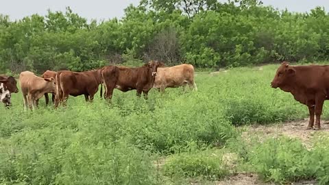 265 Open beefmaster heifers