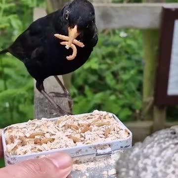 Funniest pets😁😁