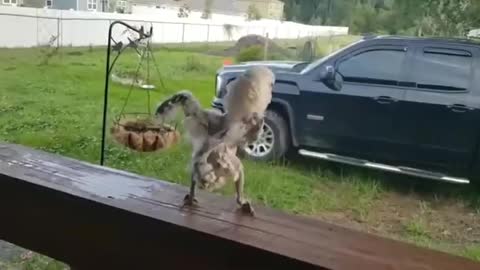 the chick is dancing cool