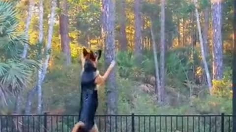 Squirrel trolls animals