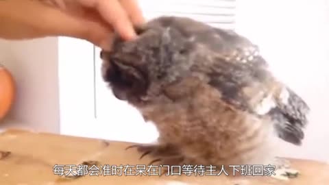 ferocious owl