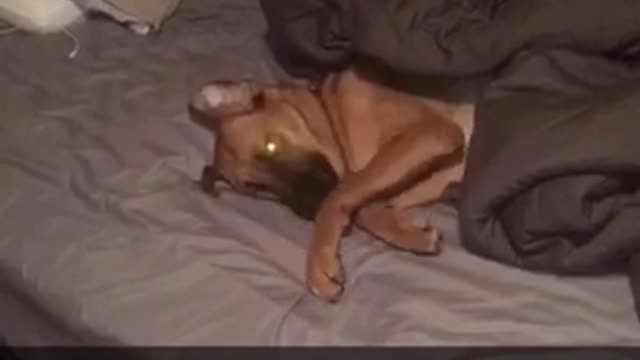Dog resting in bed while trying to cover his face with paws