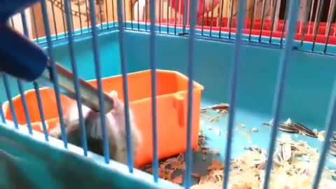 Hamster drinking water