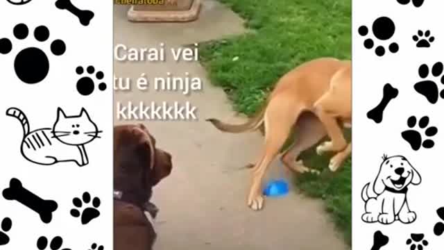 Funny Animas Funny dogs and cats 2021