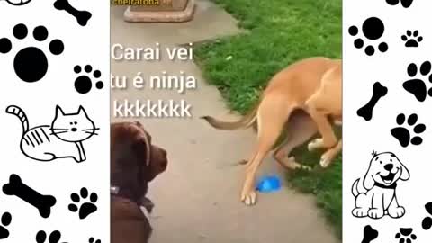 Funny Animas Funny dogs and cats 2021