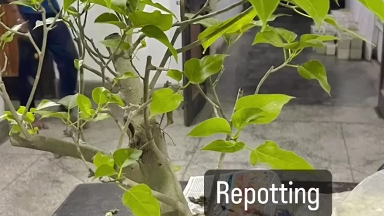 Bonsai repotting